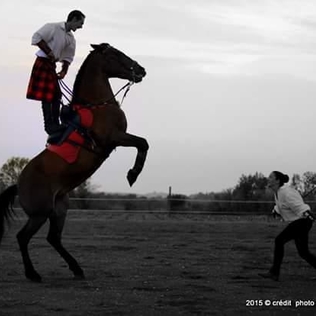 camarguais